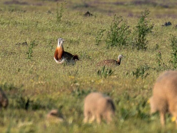 Experiencias-con-BirdWild-Tours1
