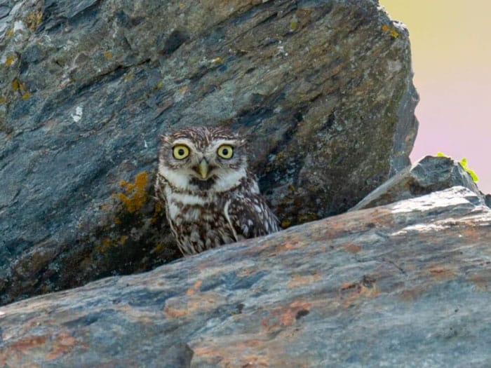 Experiencias-con-BirdWild-Tours2