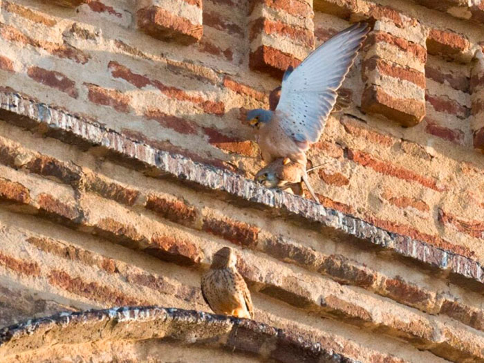 Experiencias-con-BirdWild-Tours3