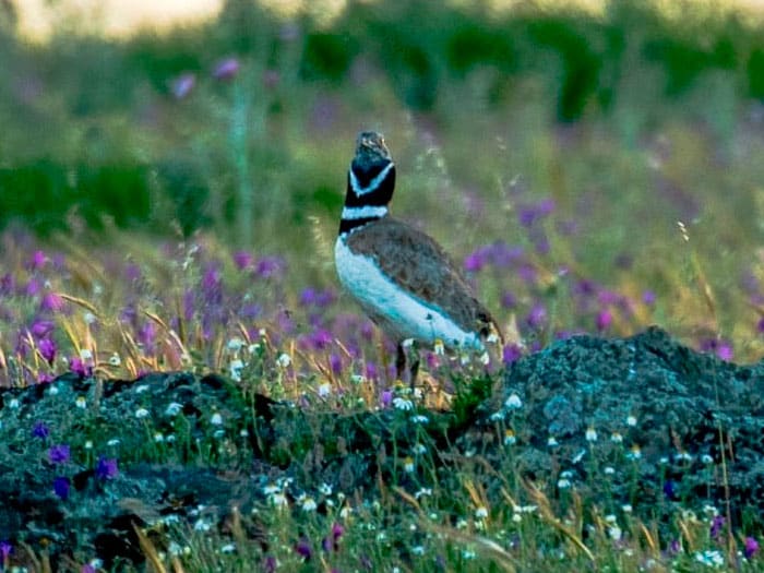 Experiencias-con-BirdWild-Tours4
