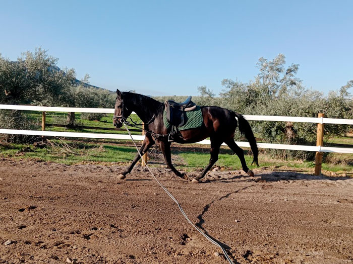 centro-ecuestre-entrevarales-cabeza-del-buey2